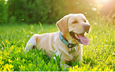 image for Heat Stroke in Dogs
